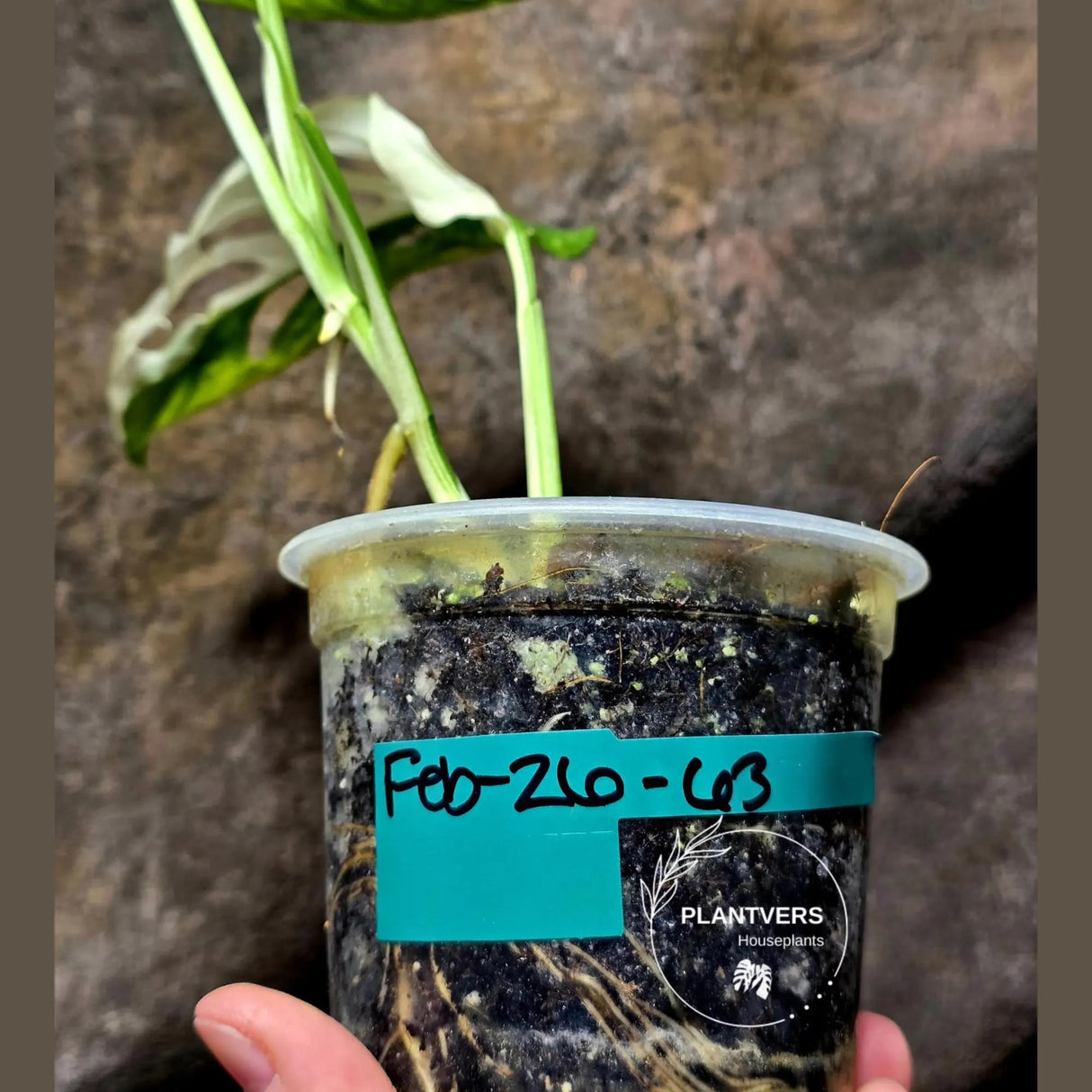 High Variegated White Monstera Adansonii Albo in a Nursery Pot - Swiss Cheese Variegated Potted Plant - Rare Collector Plant - US Seller