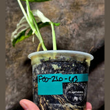 High Variegated White Monstera Adansonii Albo in a Nursery Pot - Swiss Cheese Variegated Potted Plant - Rare Collector Plant - US Seller