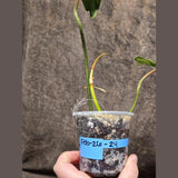 Variegated Philodendron Florida Beauty in a Nursery Pot - Rare Collector Plant - Exact Plant - US Seller