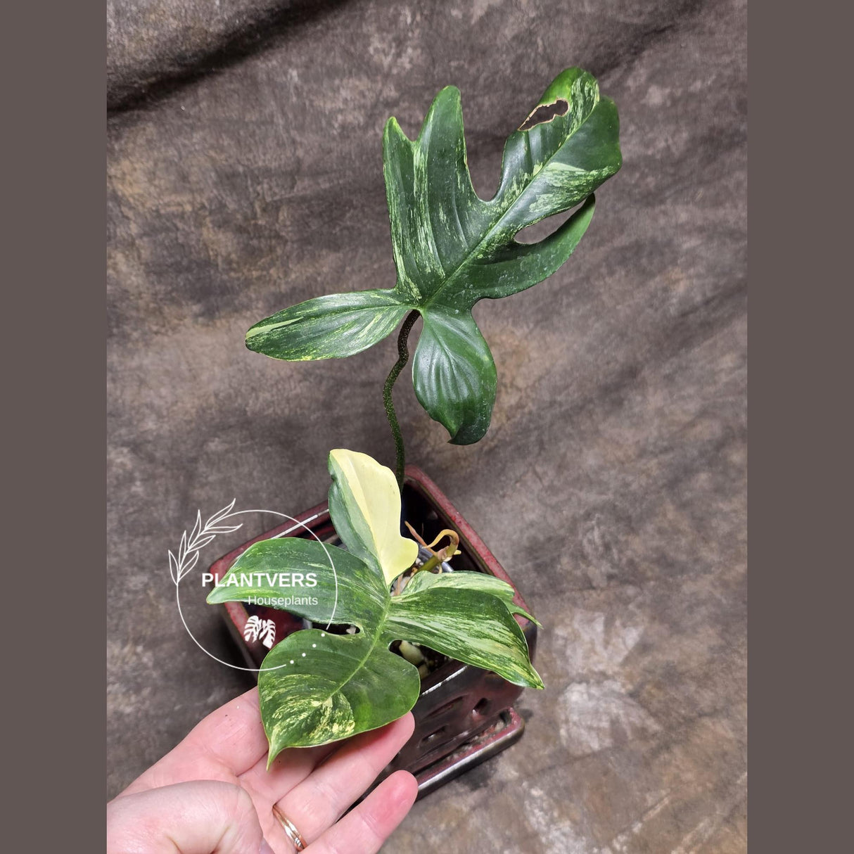 Variegated Philodendron Florida Beauty in a Nursery Pot - Rare Collector Plant - Exact Plant - US Seller