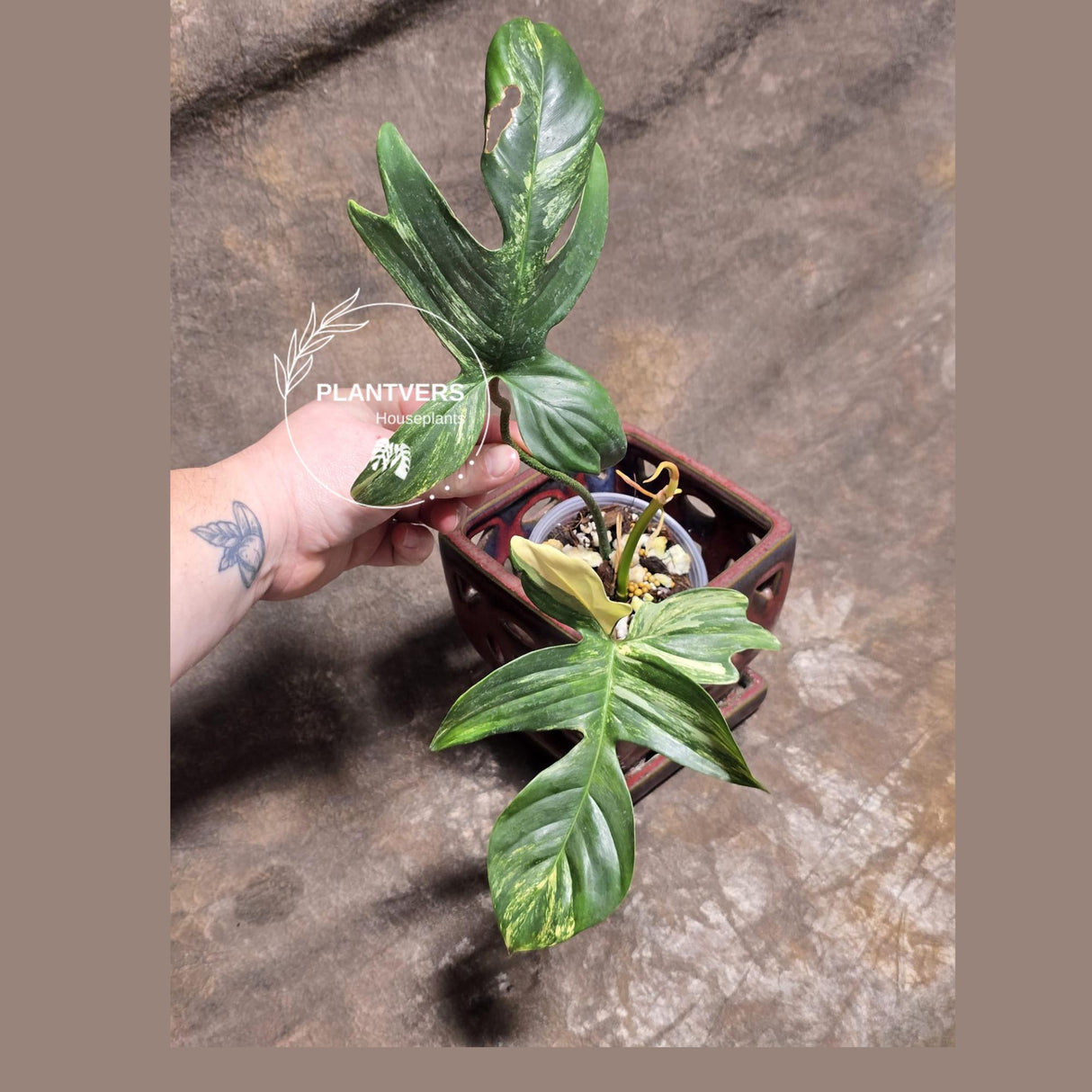 Variegated Philodendron Florida Beauty in a Nursery Pot - Rare Collector Plant - Exact Plant - US Seller