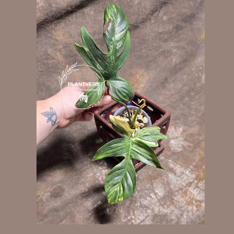 Variegated Philodendron Florida Beauty in a Nursery Pot - Rare Collector Plant - Exact Plant - US Seller