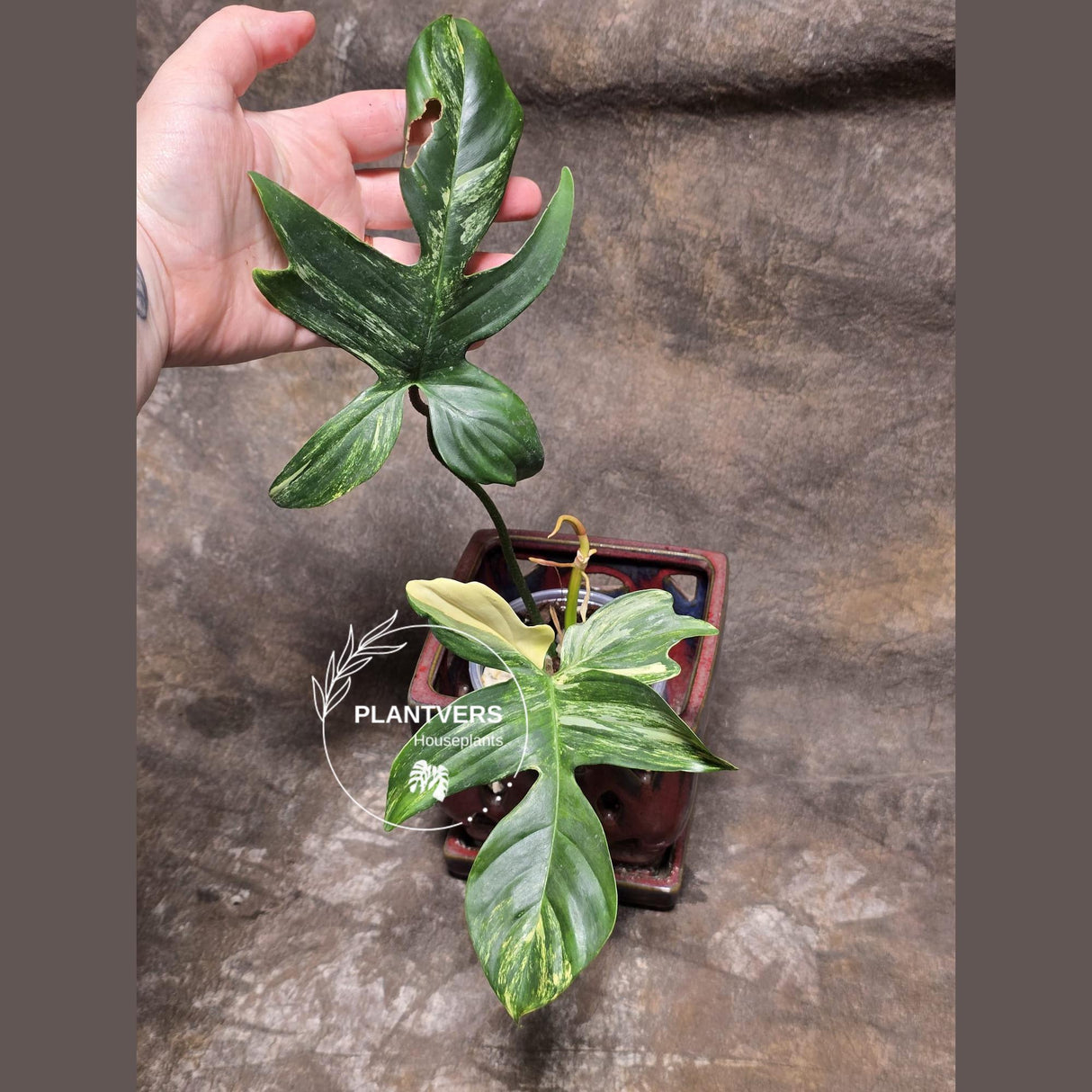 Variegated Philodendron Florida Beauty in a Nursery Pot - Rare Collector Plant - Exact Plant - US Seller