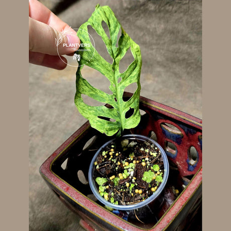 Monstera Adansonii Mottled - Rare Variegated Swiss Cheese Plant - Collector's Aroid - Exact Same Plant - US Seller