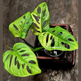 Monstera Adansonii Aurea High Variegated Swiss Cheese Premium Color Swiss - SAME Plant - US Seller