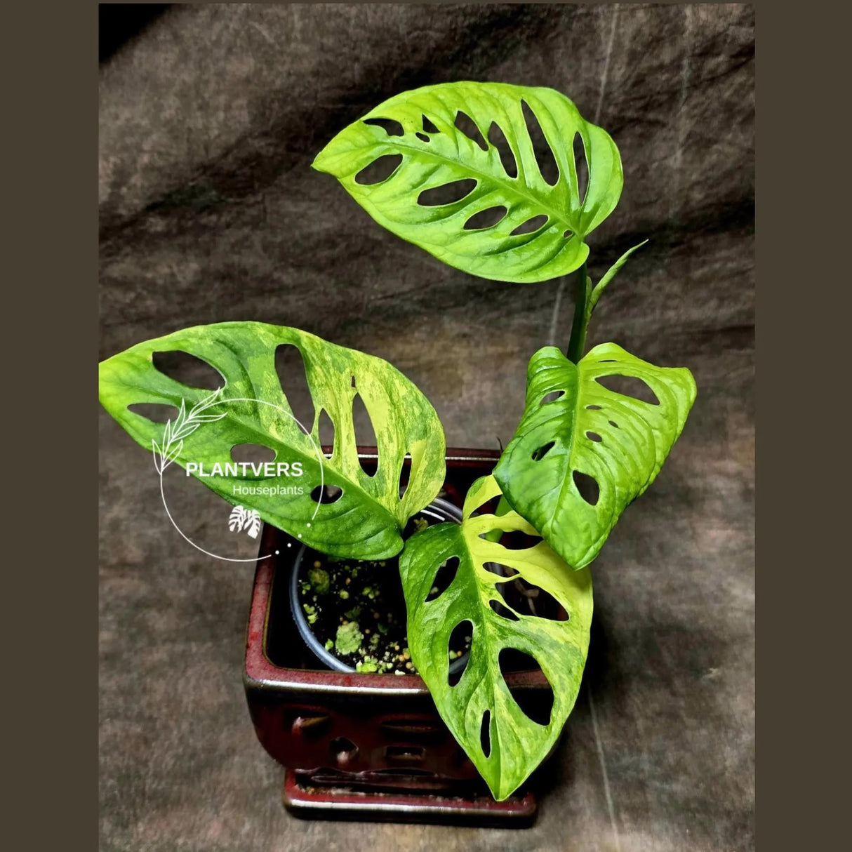 Monstera Adansonii Aurea High Variegated Swiss Cheese Premium Color Swiss - SAME Plant - US Seller