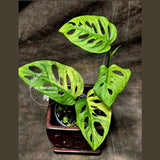 Monstera Adansonii Aurea High Variegated Swiss Cheese Premium Color Swiss - SAME Plant - US Seller