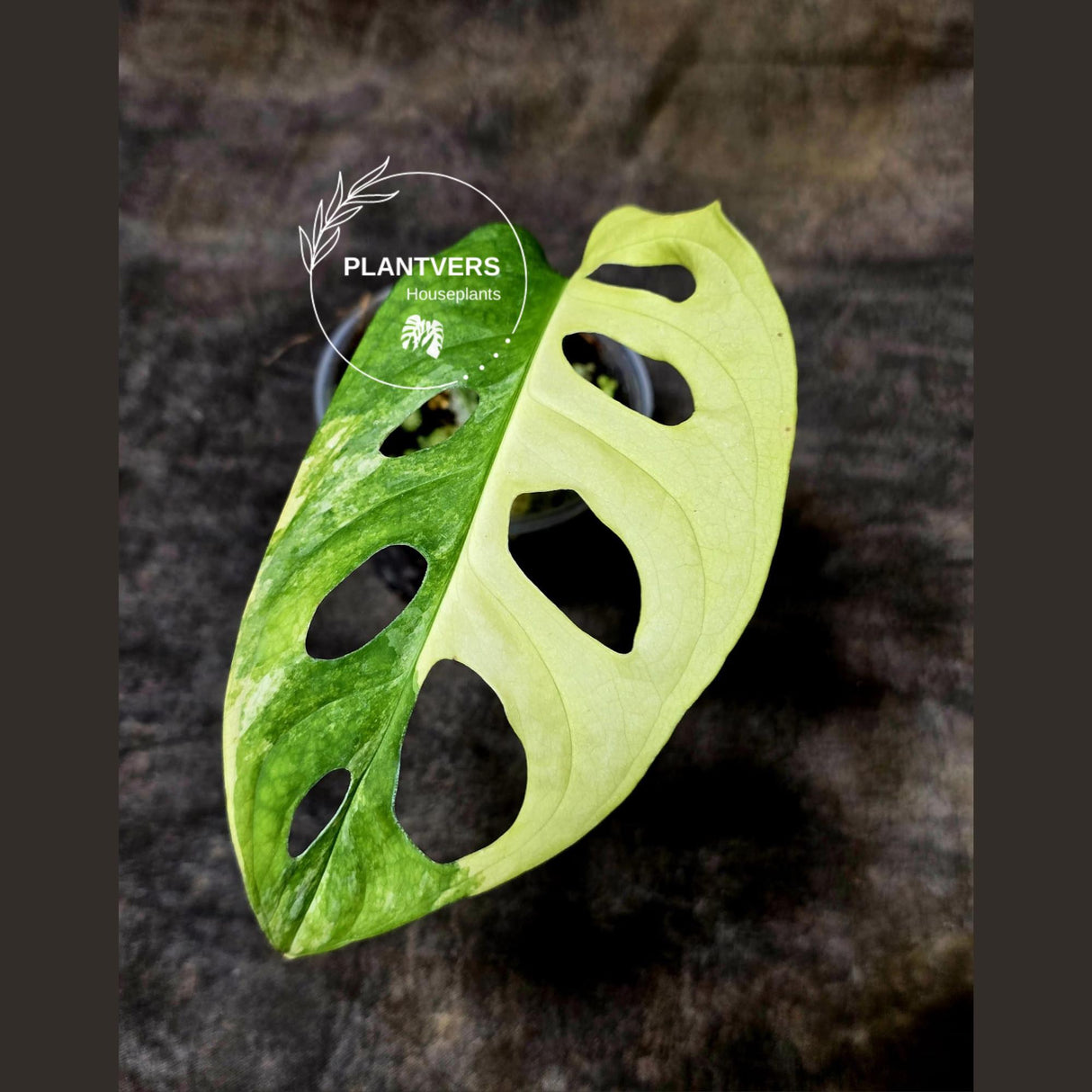 Monstera Adansonii Aurea High Variegated Swiss Cheese Premium Color Swiss - SAME Plant - US Seller