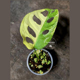 Monstera Adansonii Aurea High Variegated Swiss Cheese Premium Color Swiss - SAME Plant - US Seller