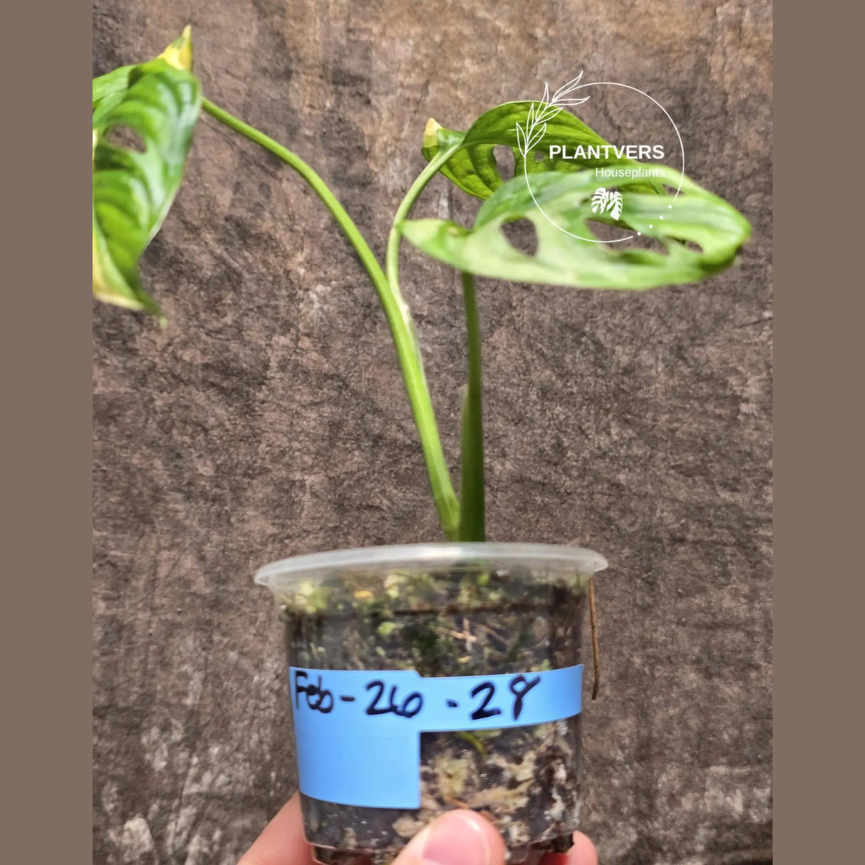 Monstera Adansonii Aurea High Variegated Swiss Cheese Premium Color Swiss - SAME Plant - US Seller