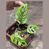 Monstera Adansonii Aurea High Variegated Swiss Cheese Premium Color Swiss - SAME Plant - US Seller
