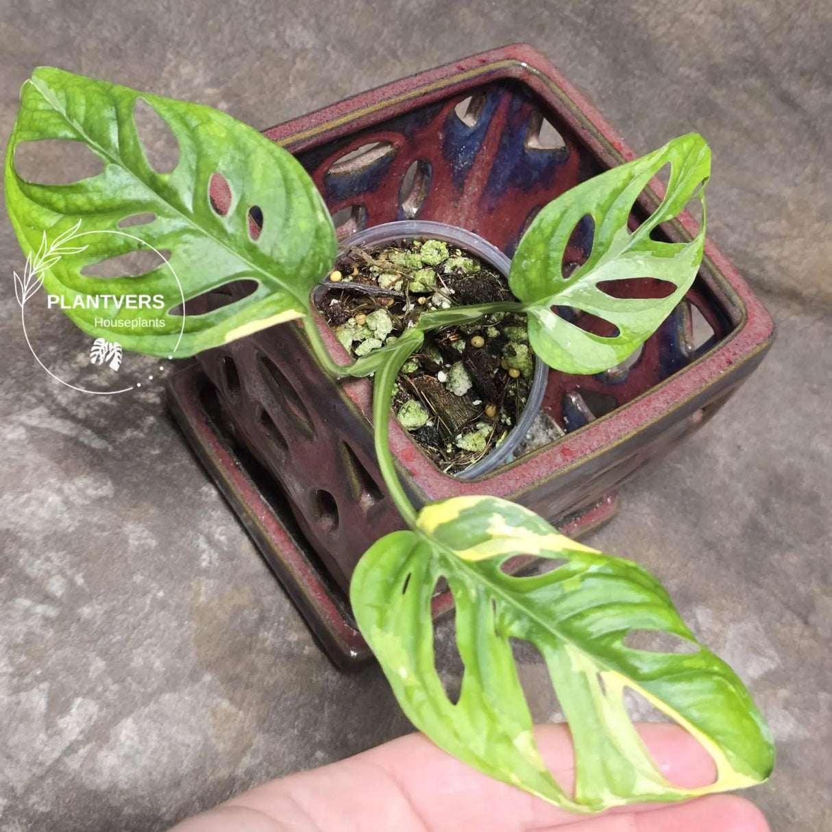 Monstera Adansonii Aurea High Variegated Swiss Cheese Premium Color Swiss - SAME Plant - US Seller