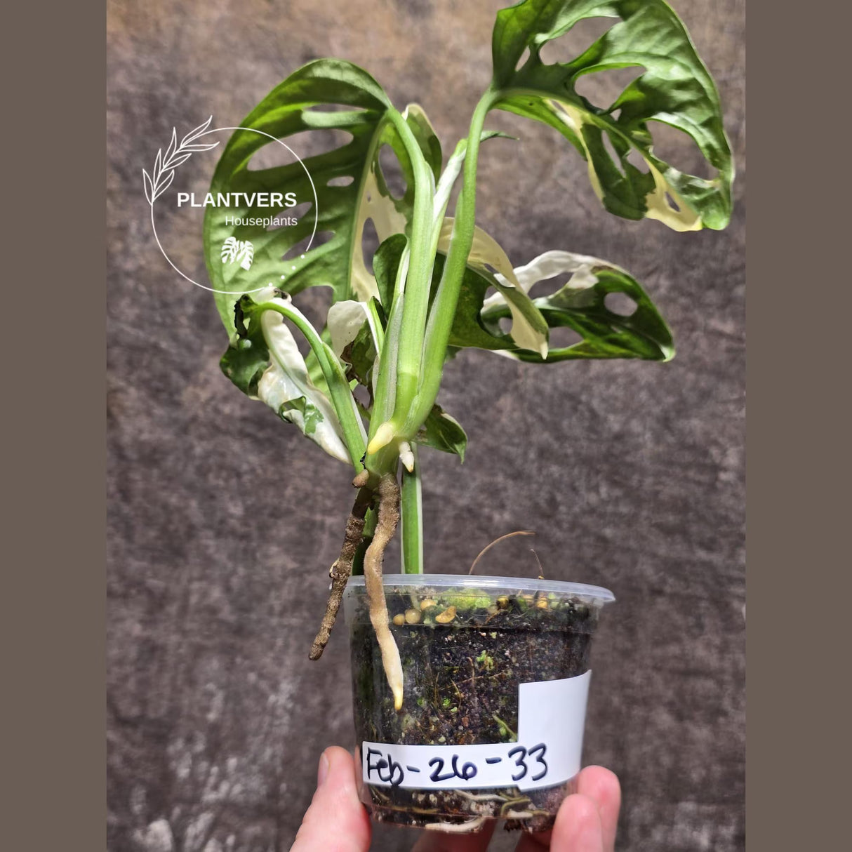 High Variegated White Monstera Adansonii Albo - Rare Collector Swiss Cheese Plant - EXACT Same Plant - US Seller