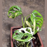 High Variegated White Monstera Adansonii Albo - Rare Collector Swiss Cheese Plant - EXACT Same Plant - US Seller