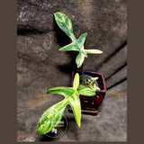 Variegated Philodendron Florida Beauty in a Nursery Pot - Rare Collector Plant - Exact Plant - US Seller