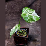 Variegated Monstera Albo Plant - Rare Indoor White Monstera Albo Borsigiana Plant - Baby Leaf Plant - Indoor Plant - EXACT Plant - US Seller