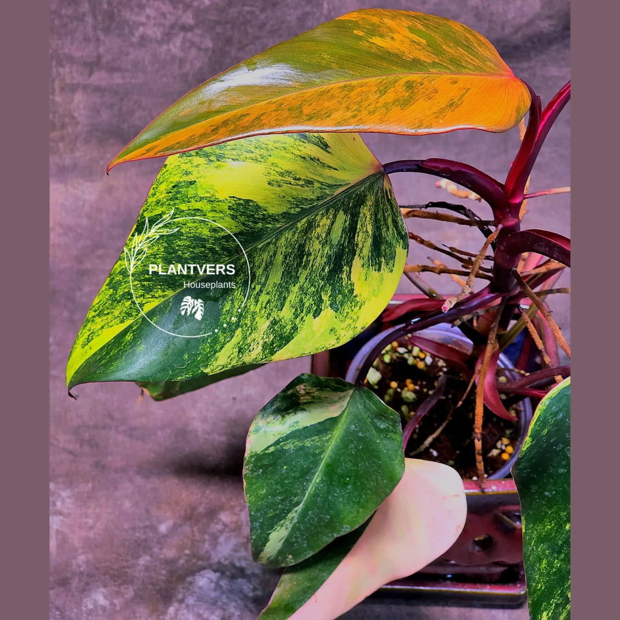 Variegated Philodendron Strawberry Shake - Exact Live Plant - Rare Collector Plant - US Seller
