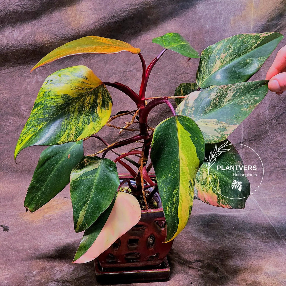 Variegated Philodendron Strawberry Shake - Exact Live Plant - Rare Collector Plant - US Seller