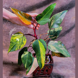 Variegated Philodendron Strawberry Shake - Exact Live Plant - Rare Collector Plant - US Seller