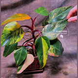 Variegated Philodendron Strawberry Shake - Exact Live Plant - Rare Collector Plant - US Seller