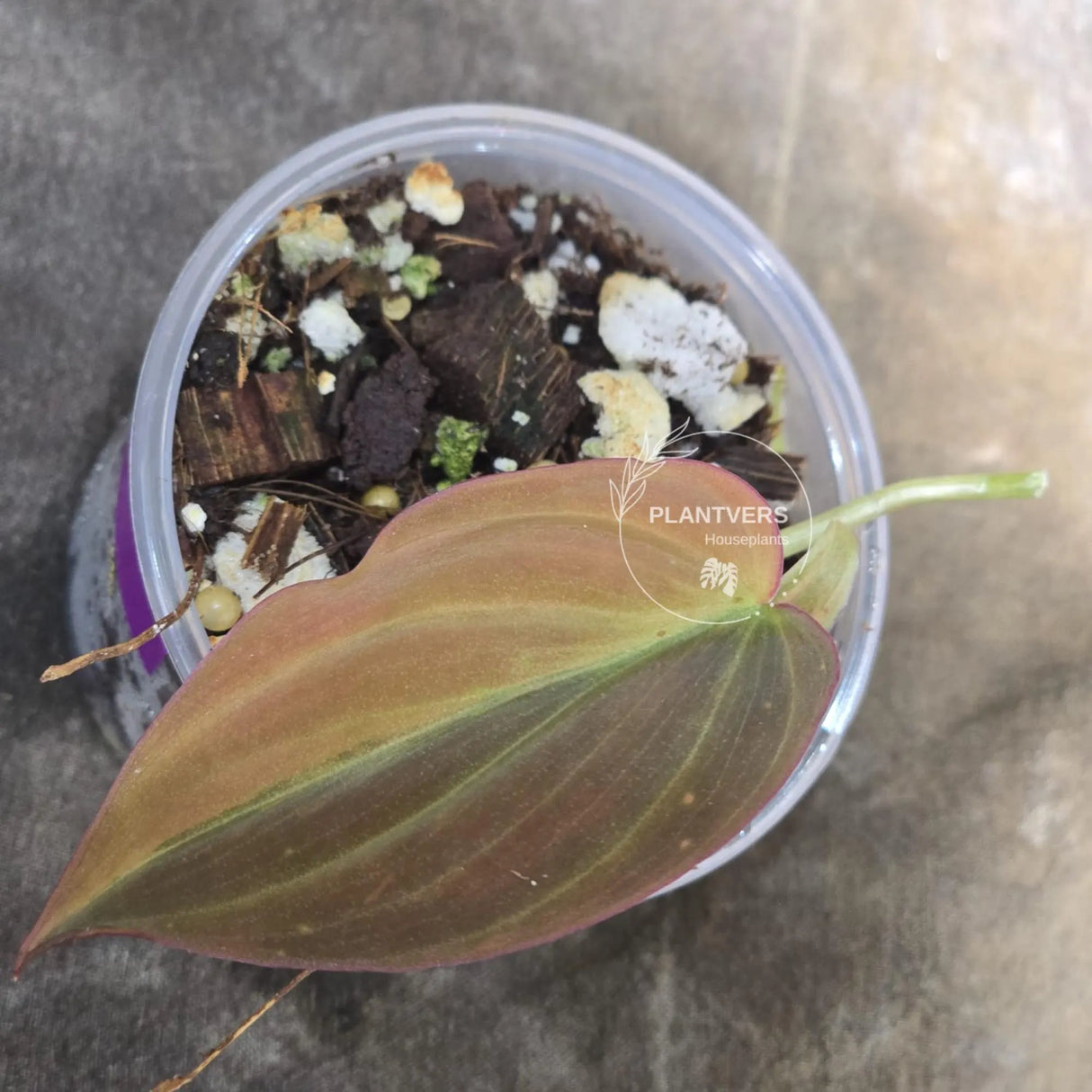 Variegated Philodendron Mican Aurea in a Nursery Pot - Rare Collector Plant - EXACT Plant - US SELLER