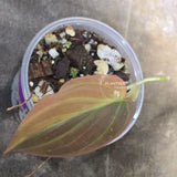 Variegated Philodendron Mican Aurea in a Nursery Pot - Rare Collector Plant - EXACT Plant - US SELLER