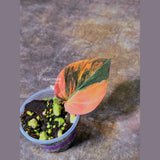 Variegated Philodendron Mican Aurea in a Nursery Pot - Rare Collector Plant - EXACT Plant - US SELLER