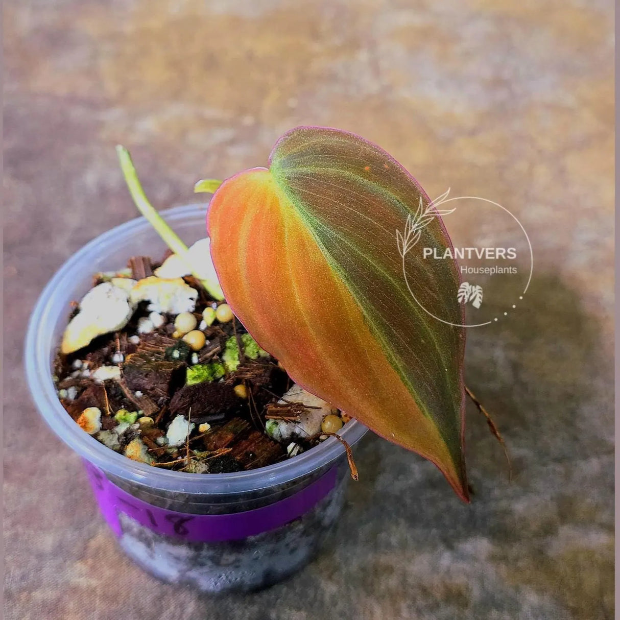 Variegated Philodendron Mican Aurea in a Nursery Pot - Rare Collector Plant - EXACT Plant - US SELLER