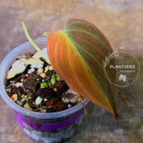 Variegated Philodendron Mican Aurea in a Nursery Pot - Rare Collector Plant - EXACT Plant - US SELLER