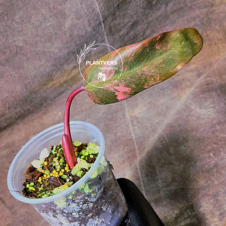 variegated philodendron