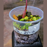 High Variegated Philodendron Strawberry Shake - Rare Collector Plant - Exact Plant - US Seller