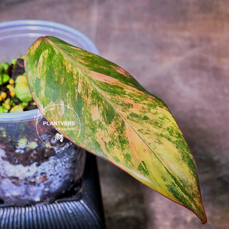 variegated philodendron