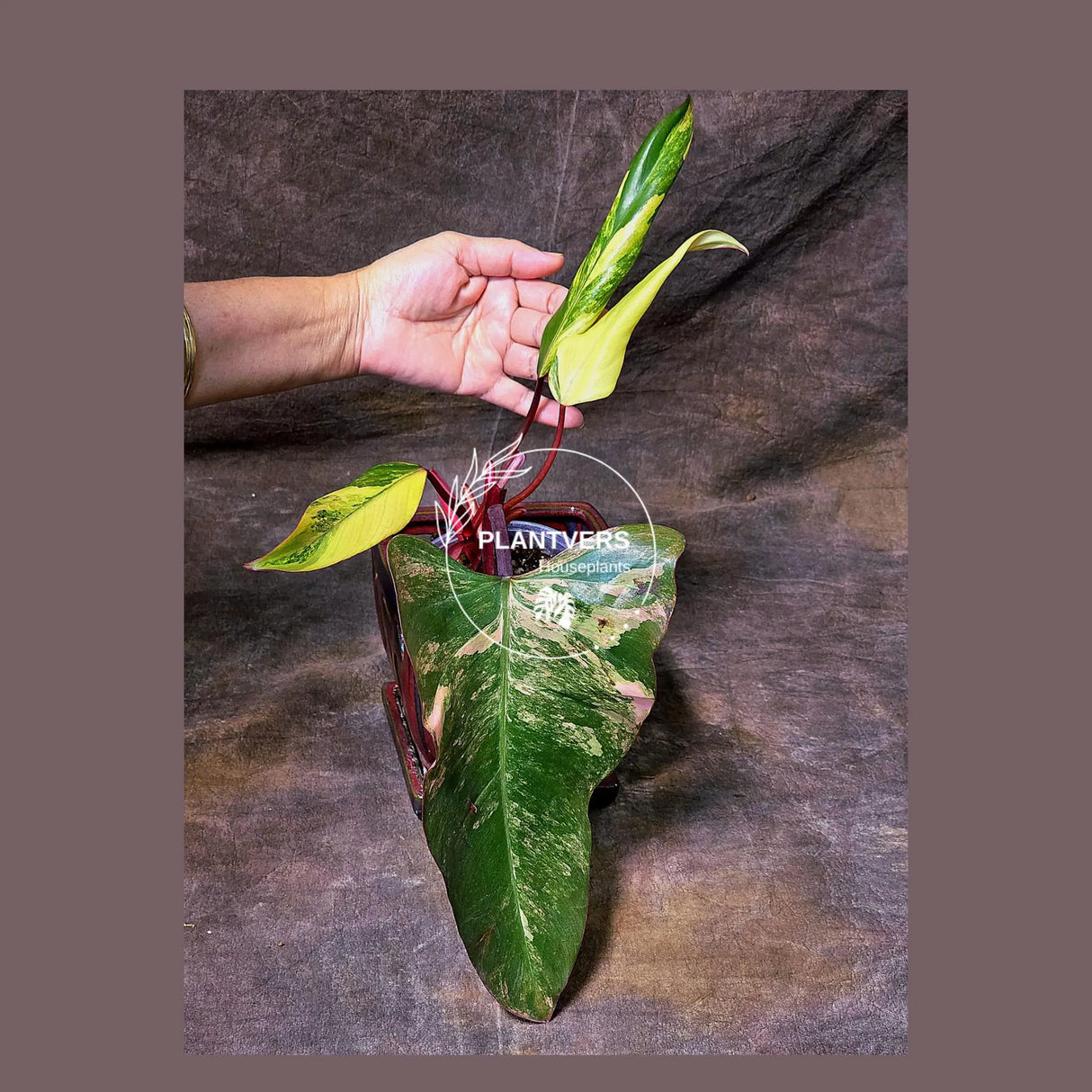 variegated philodendron