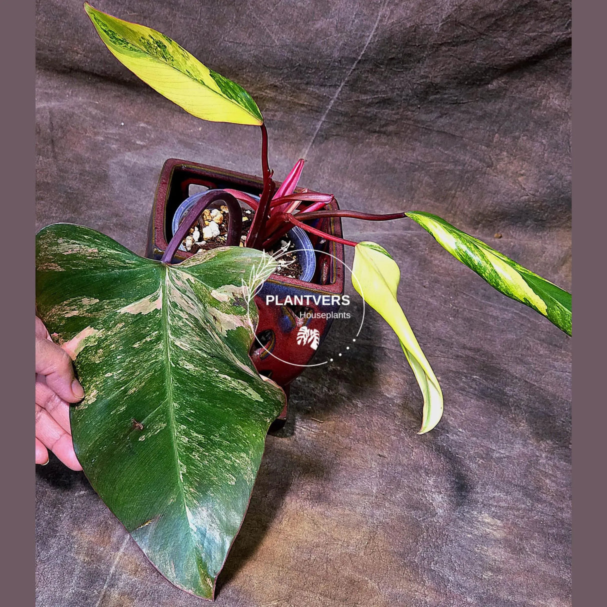 High Variegated Philodendron Strawberry Shake - Rare Collector Plant - Exact Plant - US Seller