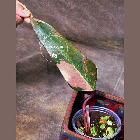 pink philodendron