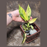 Variegated Philodendron Florida Beauty - Rare Collector Plant - EXACT Plant - US Seller