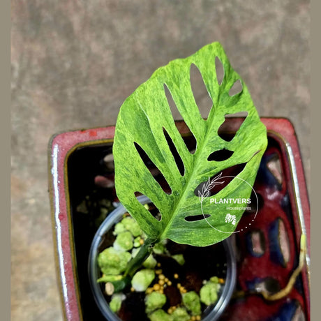 Monstera Adansonii Mottled - Rare Variegated Swiss Cheese Plant - Collector's Aroid - Exact Same Plant - US Seller