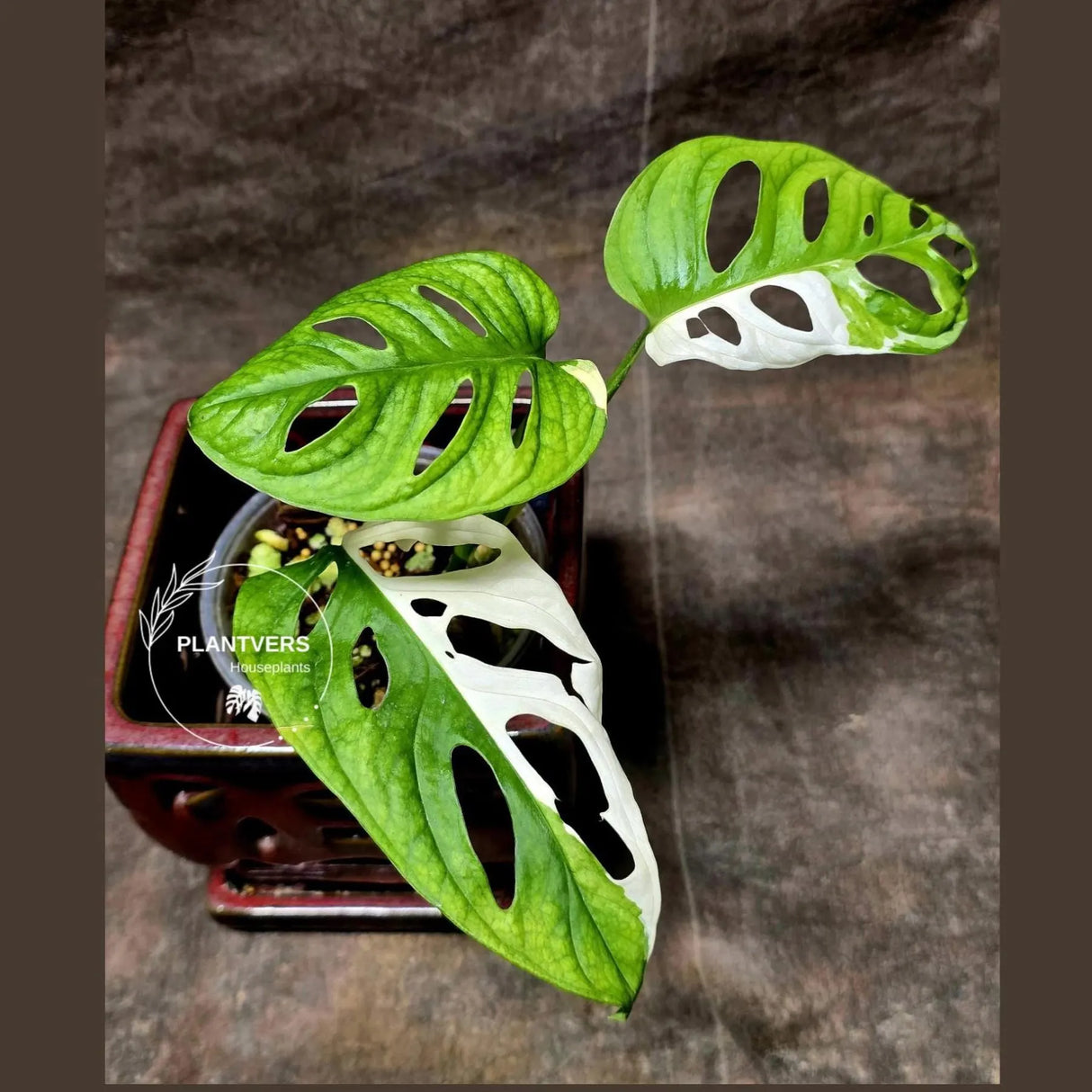 High Variegated White Monstera Adansonii Albo in a Nursery Pot - Swiss Cheese Variegated Potted Plant - Rare Collector Plant - US Seller