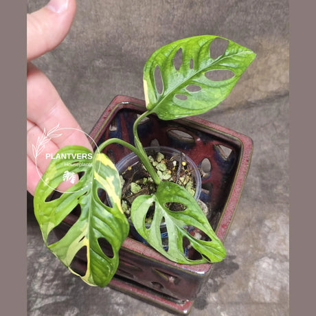Monstera Adansonii Aurea High Variegated Swiss Cheese Premium Color Swiss - SAME Plant - US Seller