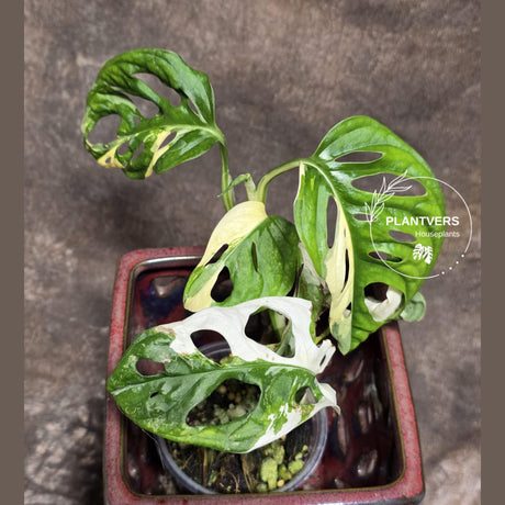 High Variegated White Monstera Adansonii Albo - Rare Collector Swiss Cheese Plant - EXACT Same Plant - US Seller