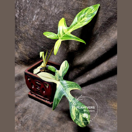 Variegated Philodendron Florida Beauty in a Nursery Pot - Rare Collector Plant - Exact Plant - US Seller