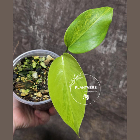 Monstera Aurea Variegated Borsigiana - Monstera Marmota Same Plant - US Seller