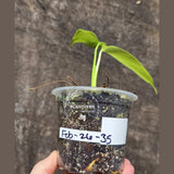 Monstera Aurea Variegated Borsigiana - Monstera Marmota Same Plant - US Seller