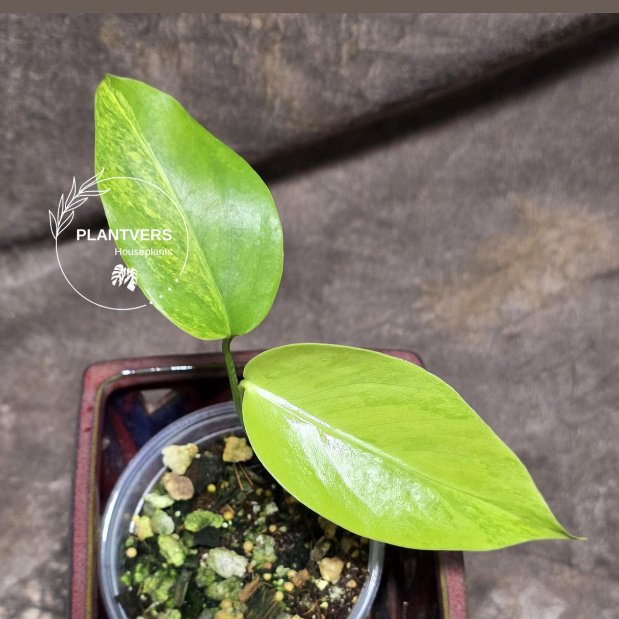 Monstera Aurea Variegated Borsigiana - Monstera Marmota Same Plant - US Seller
