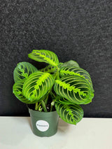 PlantVers Maranta
