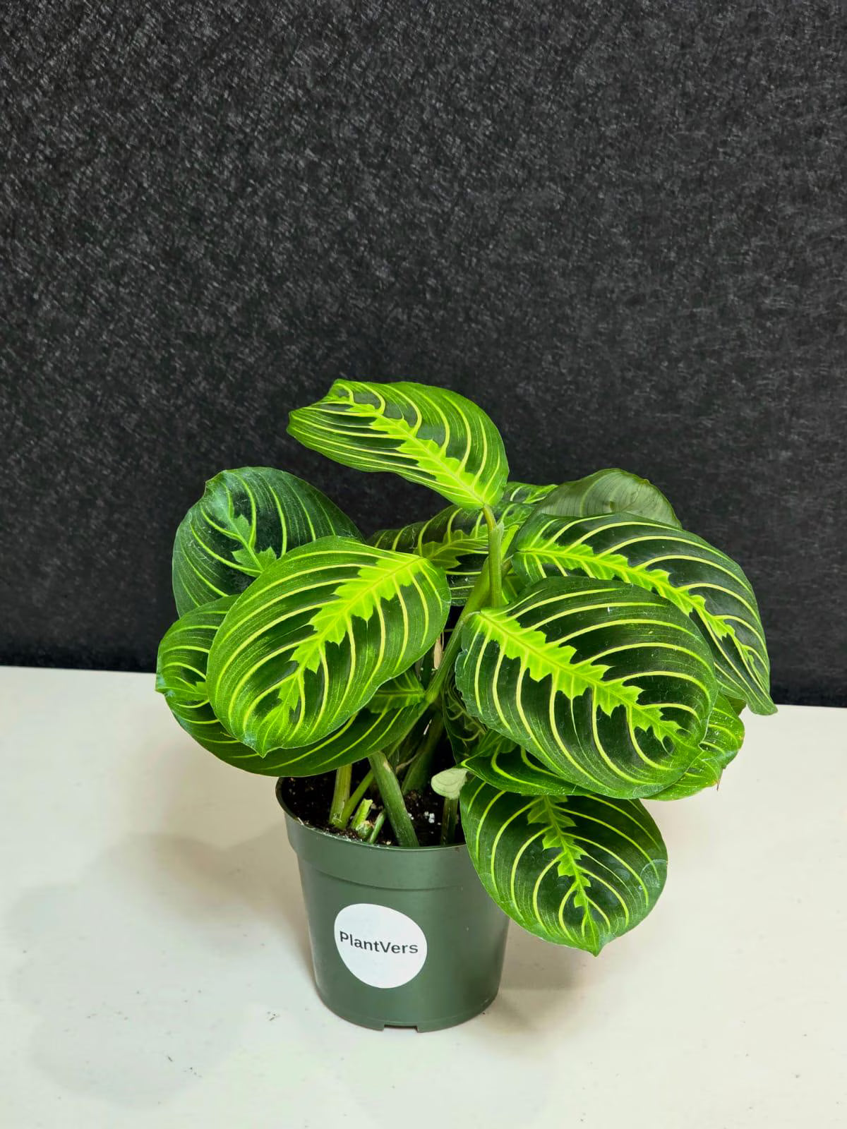 PlantVers Indoor Houseplant