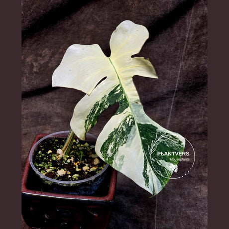 Rare Variegated Monstera Albo - White Albo Borsigiana Single Leaf Plant - EXACT Plant - US Seller