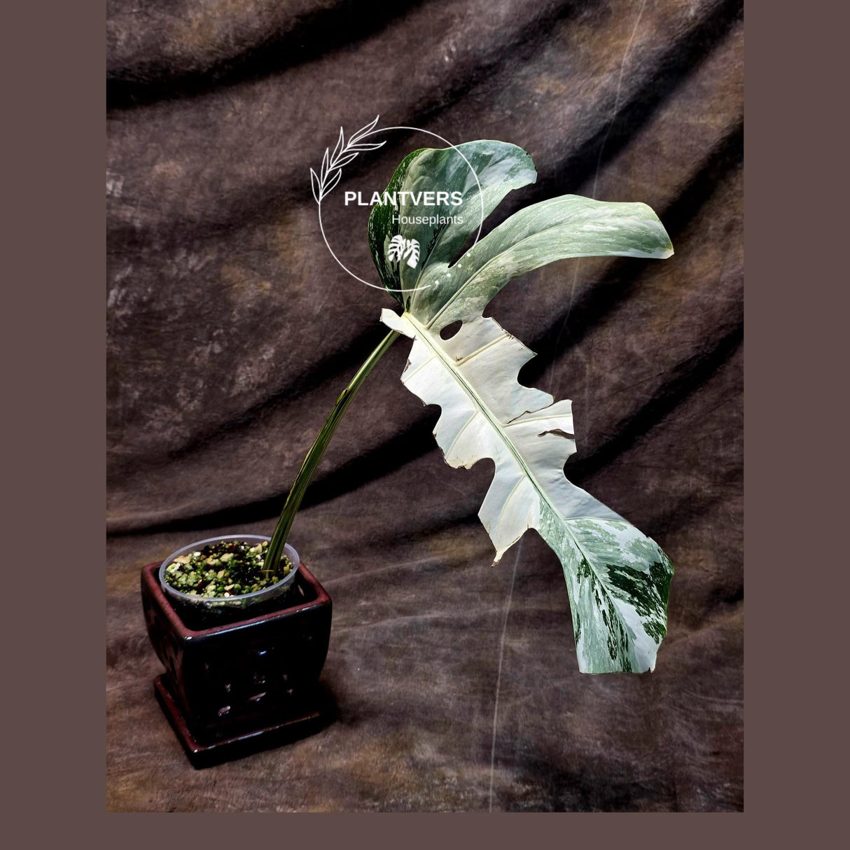 Rare Variegated Monstera Albo - White Albo Borsigiana Single Leaf Plant - EXACT Plant - US Seller