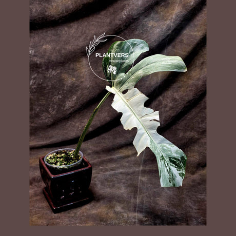 Rare Variegated Monstera Albo - White Albo Borsigiana Single Leaf Plant - EXACT Plant - US Seller