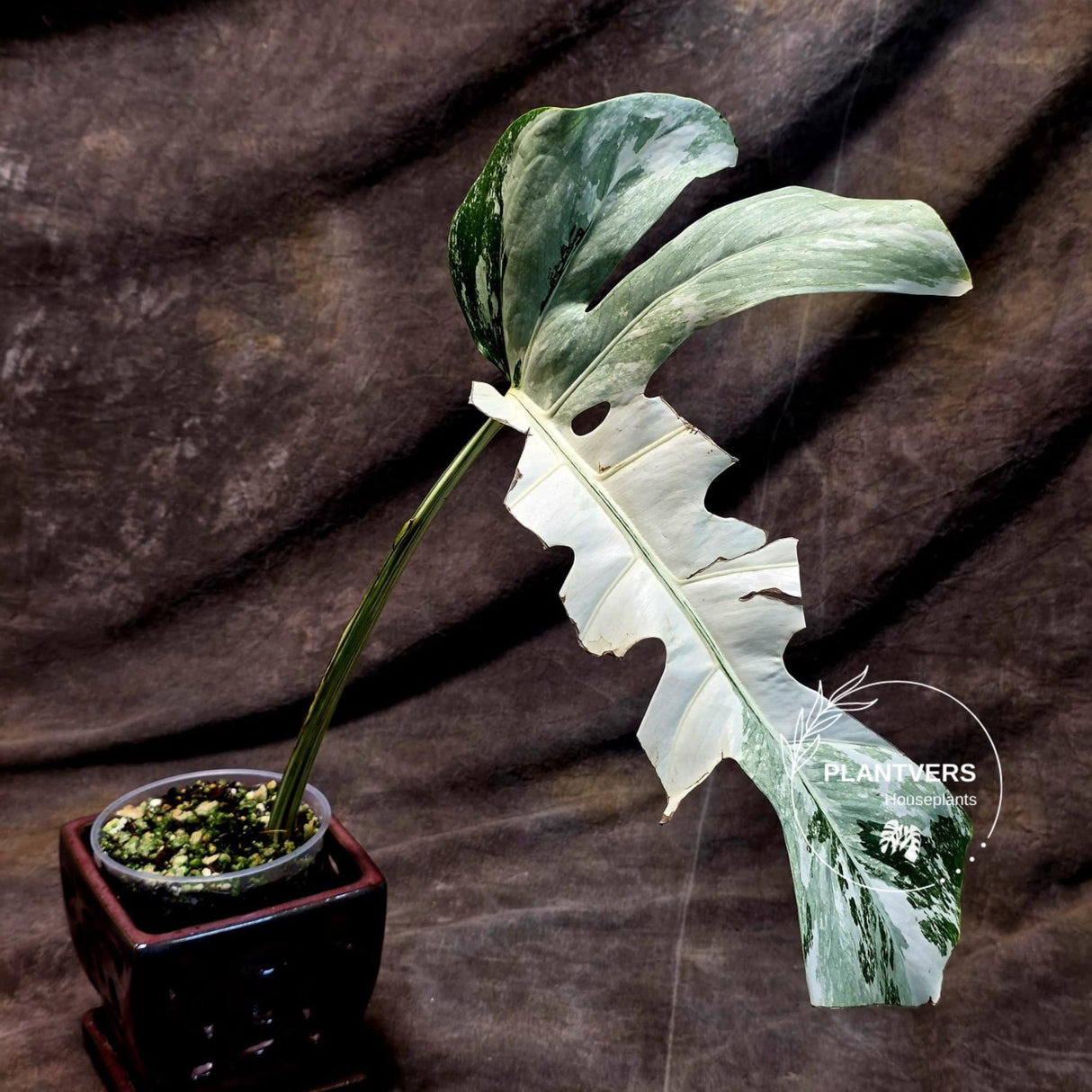 Rare Variegated Monstera Albo - White Albo Borsigiana Single Leaf Plant - EXACT Plant - US Seller